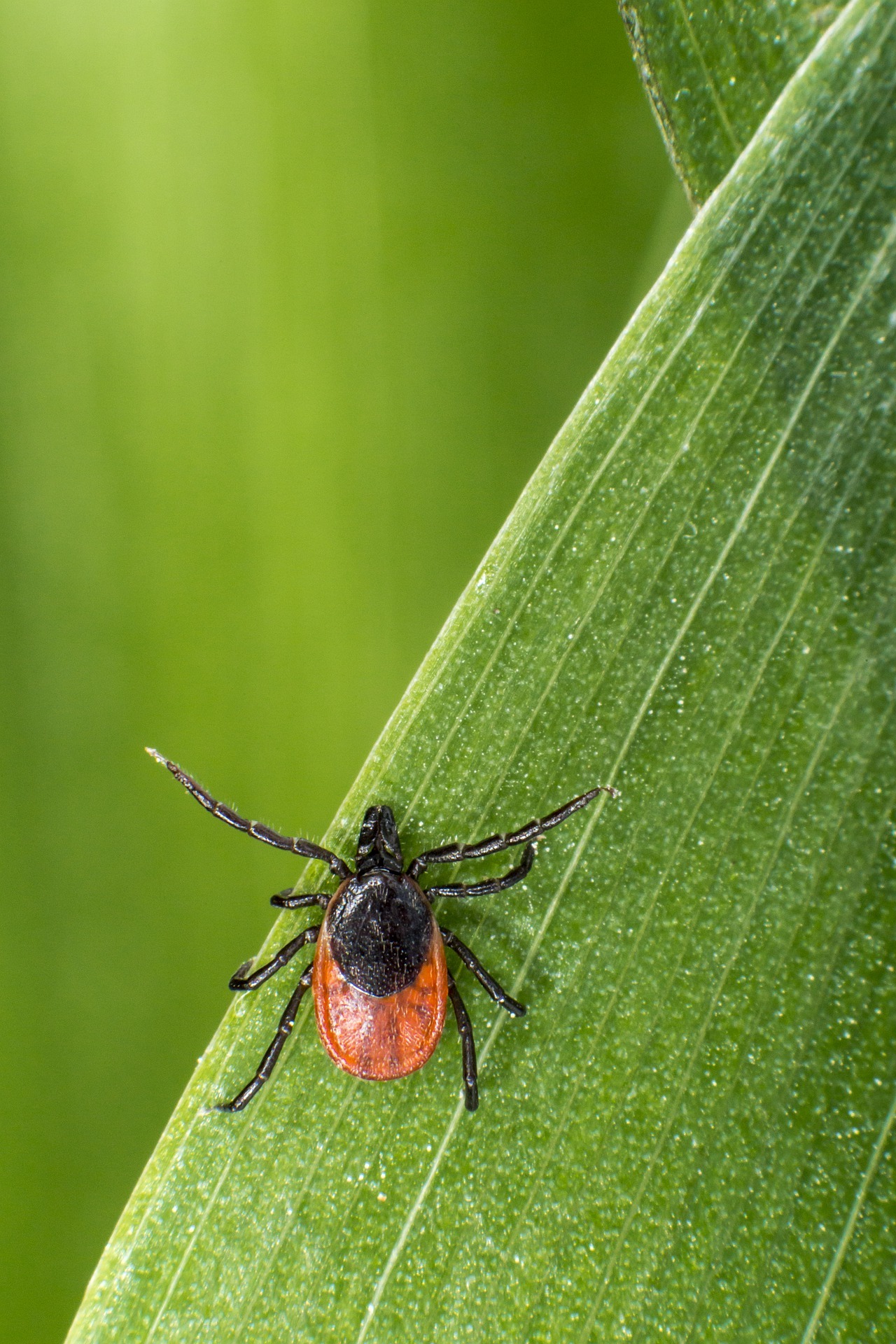 ixodes-ricinus-4834290_1920
